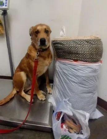 狗狗被棄養，它站在行李旁一臉失望，「我做錯了什麼…」 未分類 第2張