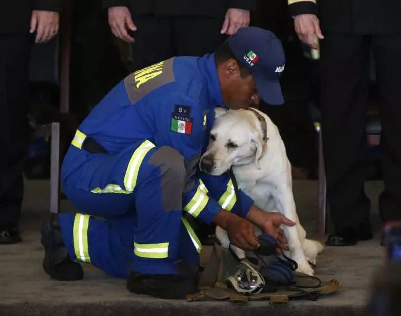 全網都在歡送這隻豪傑犬退役：9年找到53人，它是盼望的象徵！ 寵物 第19張