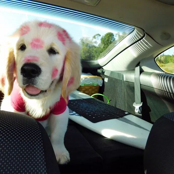 你知道吗？也许你家狗狗的社交能力比你强太多