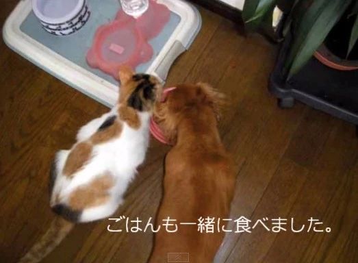 为何不起来？好友去世后，腊肠犬的反应叫人心酸