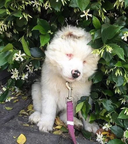 領養了一只又聾又瞎的狗狗，為了和它交流，她發明了一套手語 寵物 第3張