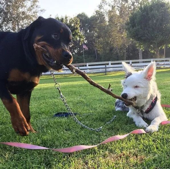 領養了一只又聾又瞎的狗狗，為了和它交流，她發明了一套手語 寵物 第15張