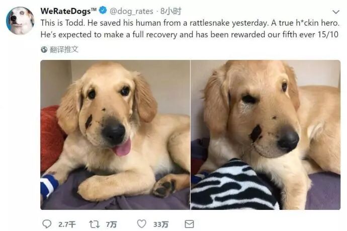 我看到了天使 它是狗狗的模样 狗与爱的世界微信公众号文章