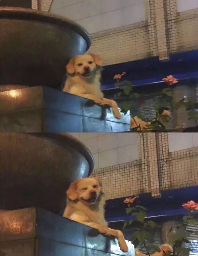 你知道吗？也许你家狗狗的社交能力比你强太多