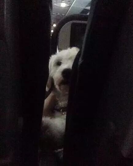 你知道吗？也许你家狗狗的社交能力比你强太多