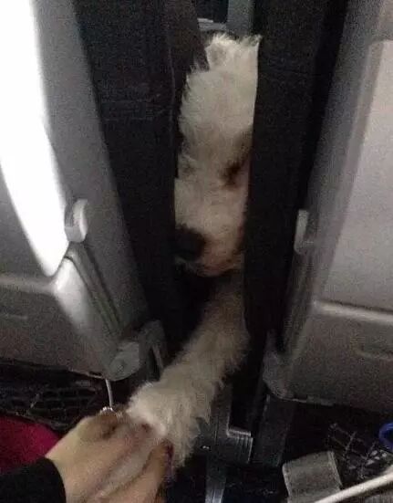 你知道吗？也许你家狗狗的社交能力比你强太多