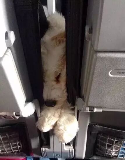 你知道吗？也许你家狗狗的社交能力比你强太多