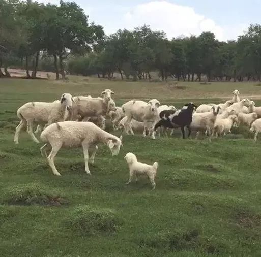 這樣不靠譜的「牧羊犬」，放起羊來的畫風還真是 沒 眼 看！ 萌寵 第8張