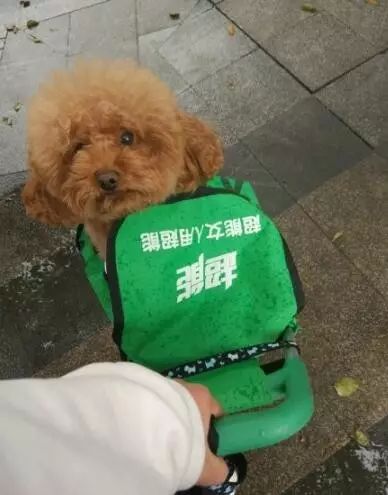 別人家的狗都是人類的好朋友，我家的狗卻是我祖宗 寵物 第16張
