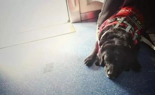 導盲犬珍妮退役，它最後一次乘坐地鐵卻依然不順利... 寵物 第8張