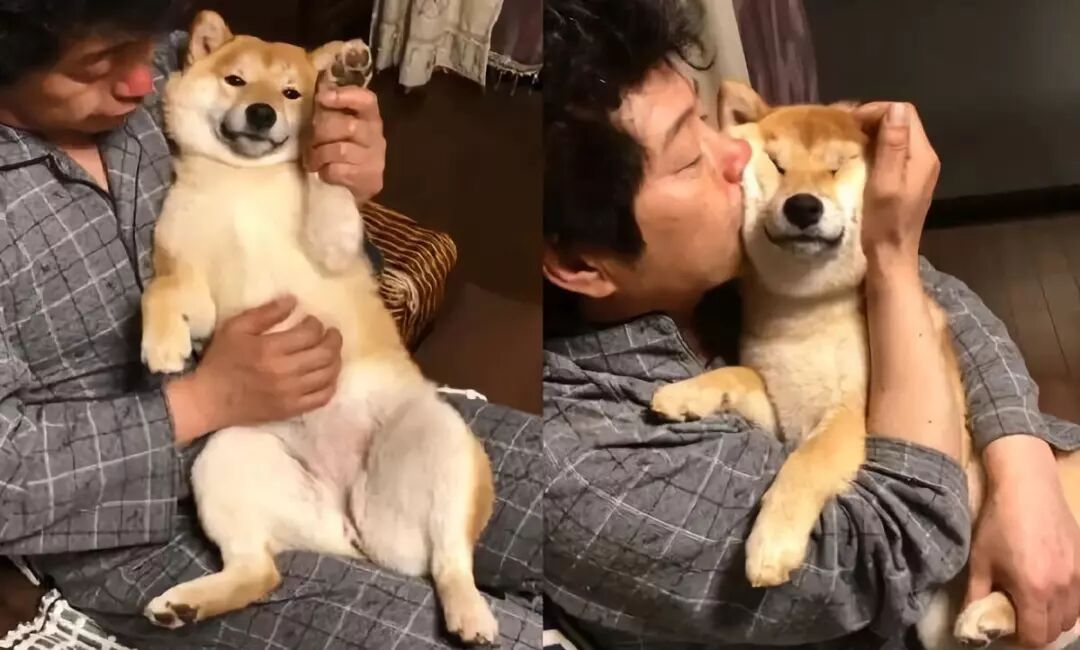 妻子吐槽：丈夫沉迷吸狗，我已經失寵了… 寵物 第2張