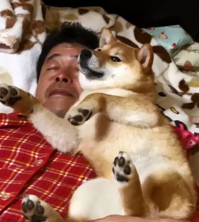 妻子吐槽：丈夫沉迷吸狗，我已經失寵了… 寵物 第4張