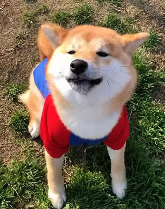 妻子吐槽：丈夫沉迷吸狗，我已經失寵了… 寵物 第5張