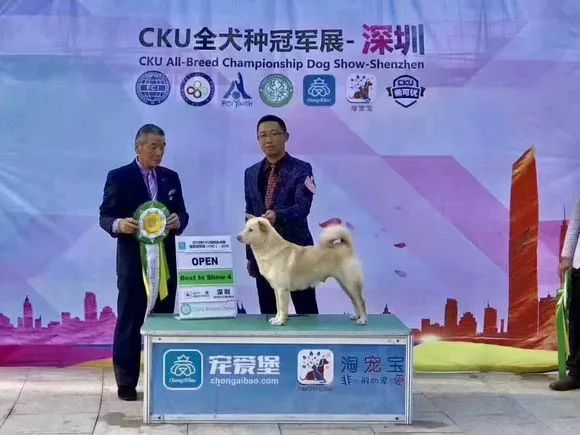 大陸原生犬獲CKU冠軍！它的名字叫中國唐狗！ 萌寵 第5張