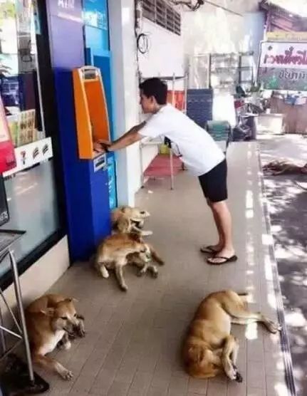 為了讓更多人接受流浪狗，泰國政府想出了這樣一個辦法！ 萌寵 第9張