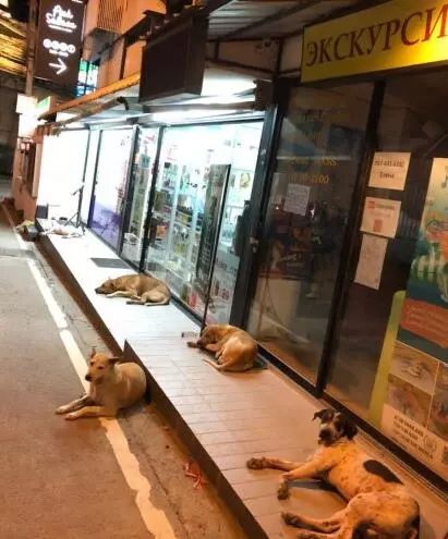 為了讓更多人接受流浪狗，泰國政府想出了這樣一個辦法！ 萌寵 第1張