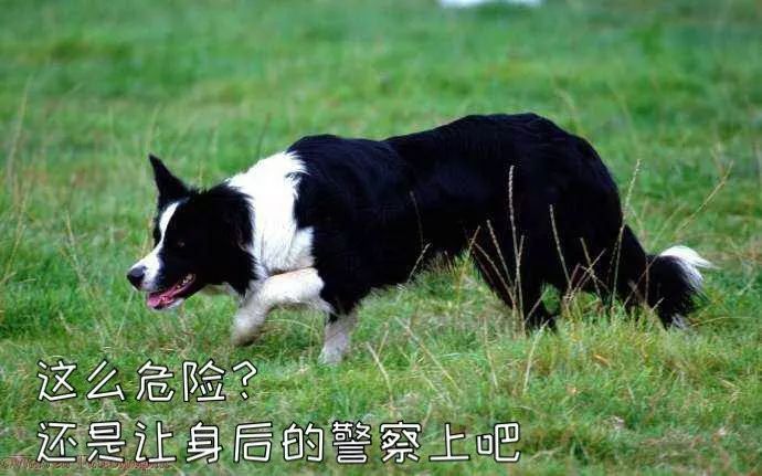 二哈都能當警犬，為什麼智商第一的邊牧反而不行？ 寵物 第13張