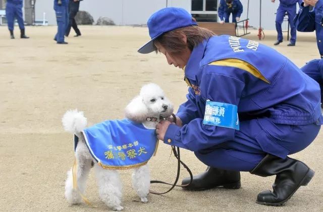 二哈都能當警犬，為什麼智商第一的邊牧反而不行？ 寵物 第6張