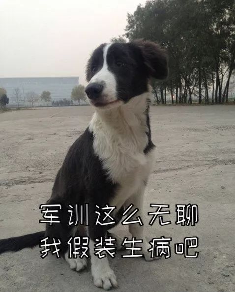 二哈都能當警犬，為什麼智商第一的邊牧反而不行？ 寵物 第12張