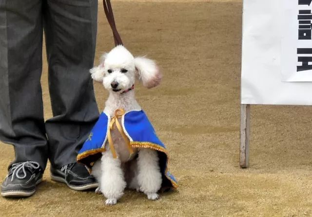 二哈都能當警犬，為什麼智商第一的邊牧反而不行？ 寵物 第5張