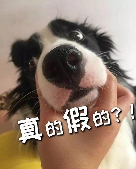 二哈都能當警犬，為什麼智商第一的邊牧反而不行？ 寵物 第10張