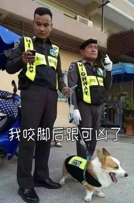 二哈都能當警犬，為什麼智商第一的邊牧反而不行？ 寵物 第4張