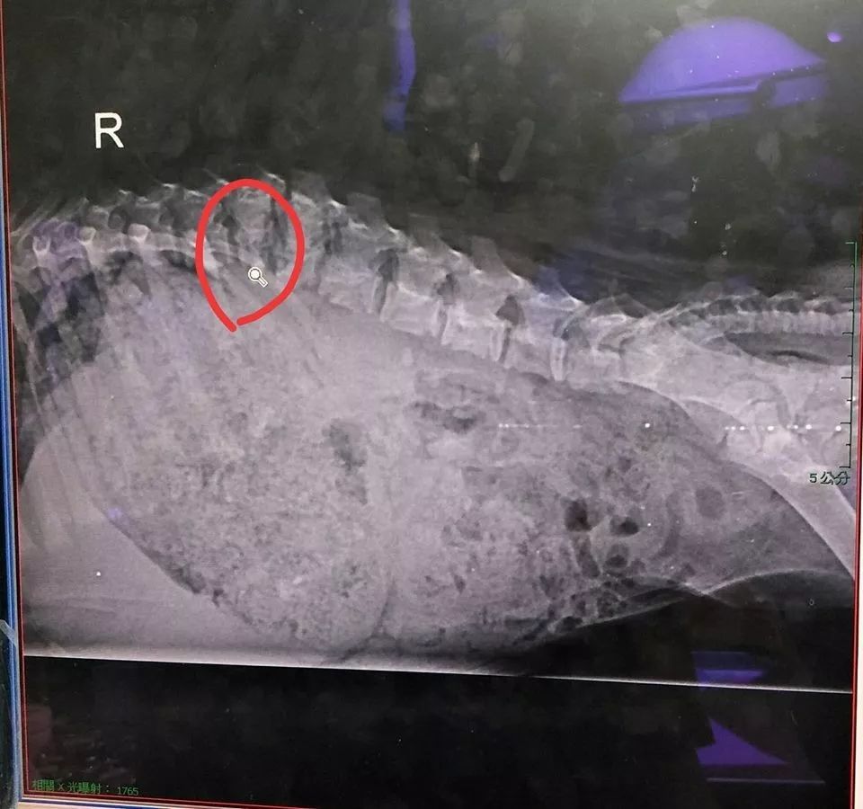 流浪小奶狗被撞後脊椎碎掉溶解，救助人：不知道它是如何挺過來的… 萌寵 第2張