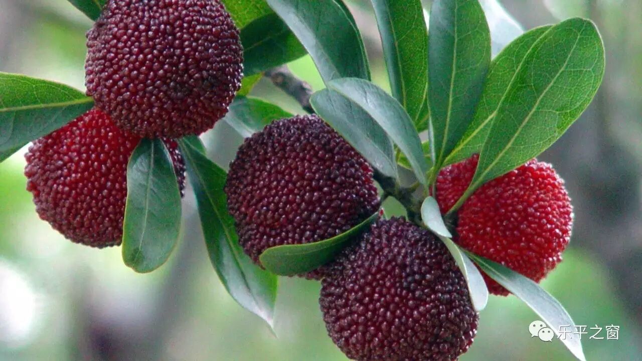 厉害了!洪岩镇被认定为2016年省级生态旅游示范乡镇,全省只有20个