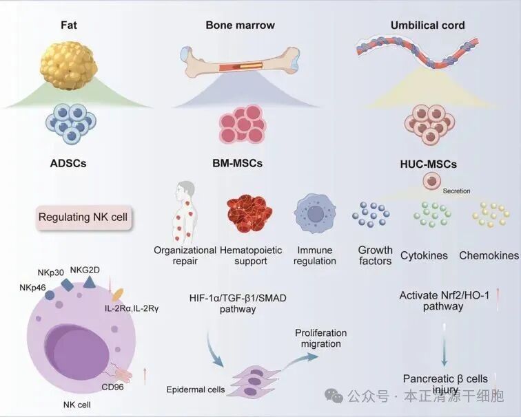 Diagram illustrating the sources and functions of mesenchymal stem cells (MSCs) from fat, bone marrow, and umbilical cord. It shows ADSCs, BM-MSCs, and HUC-MSCs' roles in regulating NK cells, organizational repair, hematopoietic support, immune regulation, and secretion of growth factors, cytokines, and chemokines. Pathways like HIF-1 alpha/TGF-beta 1/SMAD are involved in cellular proliferation and migration. The Nrf2/HO-1 pathway activation is linked to pancreatic beta cell injury prevention. Various receptors and pathways related to NK cells are depicted, including NKp30, NKG2D, and CD96.