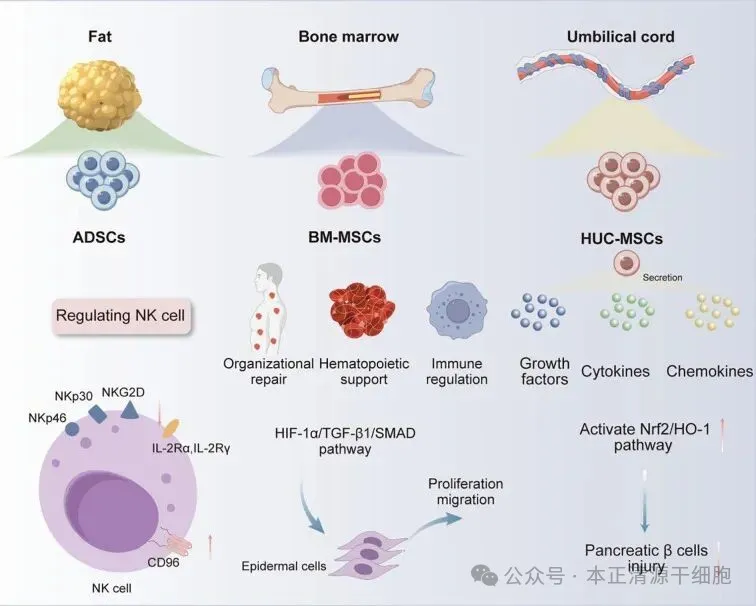 Diagram illustrating the sources and functions of mesenchymal stem cells (MSCs) from fat, bone marrow, and umbilical cord. It shows ADSCs, BM-MSCs, and HUC-MSCs' roles in regulating NK cells, organizational repair, hematopoietic support, immune regulation, and secretion of growth factors, cytokines, and chemokines. Pathways like HIF-1 alpha/TGF-beta 1/SMAD are involved in cellular proliferation and migration. The Nrf2/HO-1 pathway activation is linked to pancreatic beta cell injury prevention. Various receptors and pathways related to NK cells are depicted, including NKp30, NKG2D, and CD96.