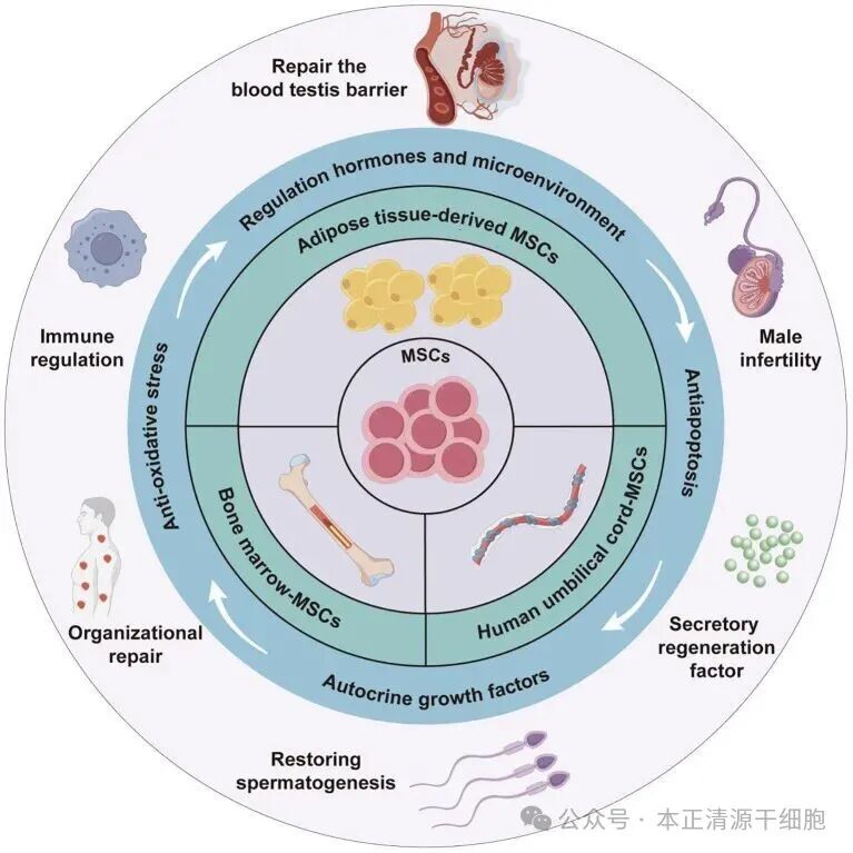 Diagram illustrating the role of mesenchymal stem cells (MSCs) in male infertility treatment. The central part shows MSCs derived from bone marrow, adipose tissues, and umbilical cords. Surrounding sections indicate their effects: repairing the blood-testis barrier, restoring spermatogenesis, providing immune regulation, antioxidative stress, anti-apoptosis, and secretion of growth factors. The outer part connects these functions with male infertility solutions, focusing on repair, organizational repair, and hormonal regulation. Arrows and icons further emphasize these processes.