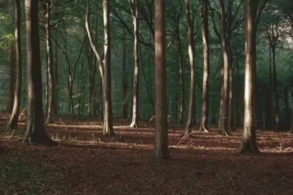 发《星火》4期的诗。致谢