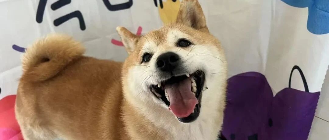 被拍卖的柴犬登登，以及它经历的荒诞与良善