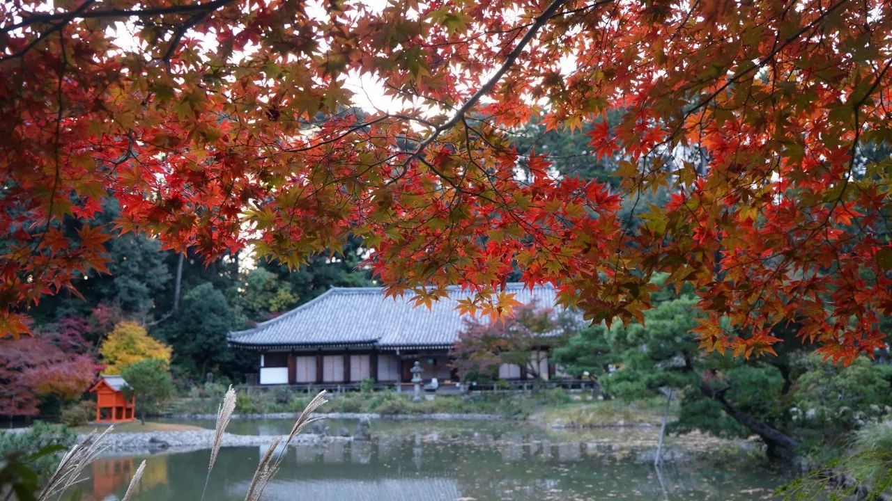 京都的紅葉呀 在所有物是人非的景色裏 人物 微文庫