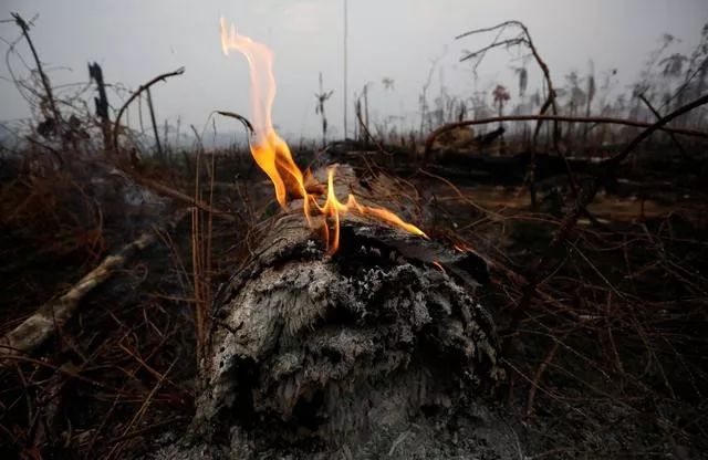 



关于亚马孙森林大火，你该知道的一些真相
