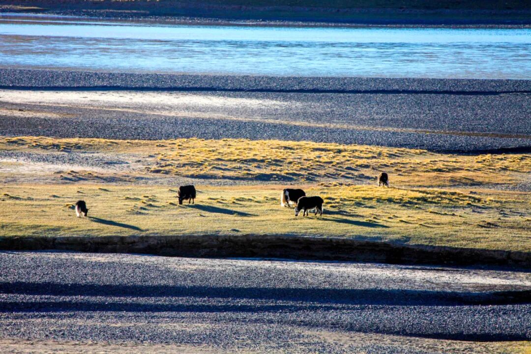 ���ڿɿ�����������Ѳɽ