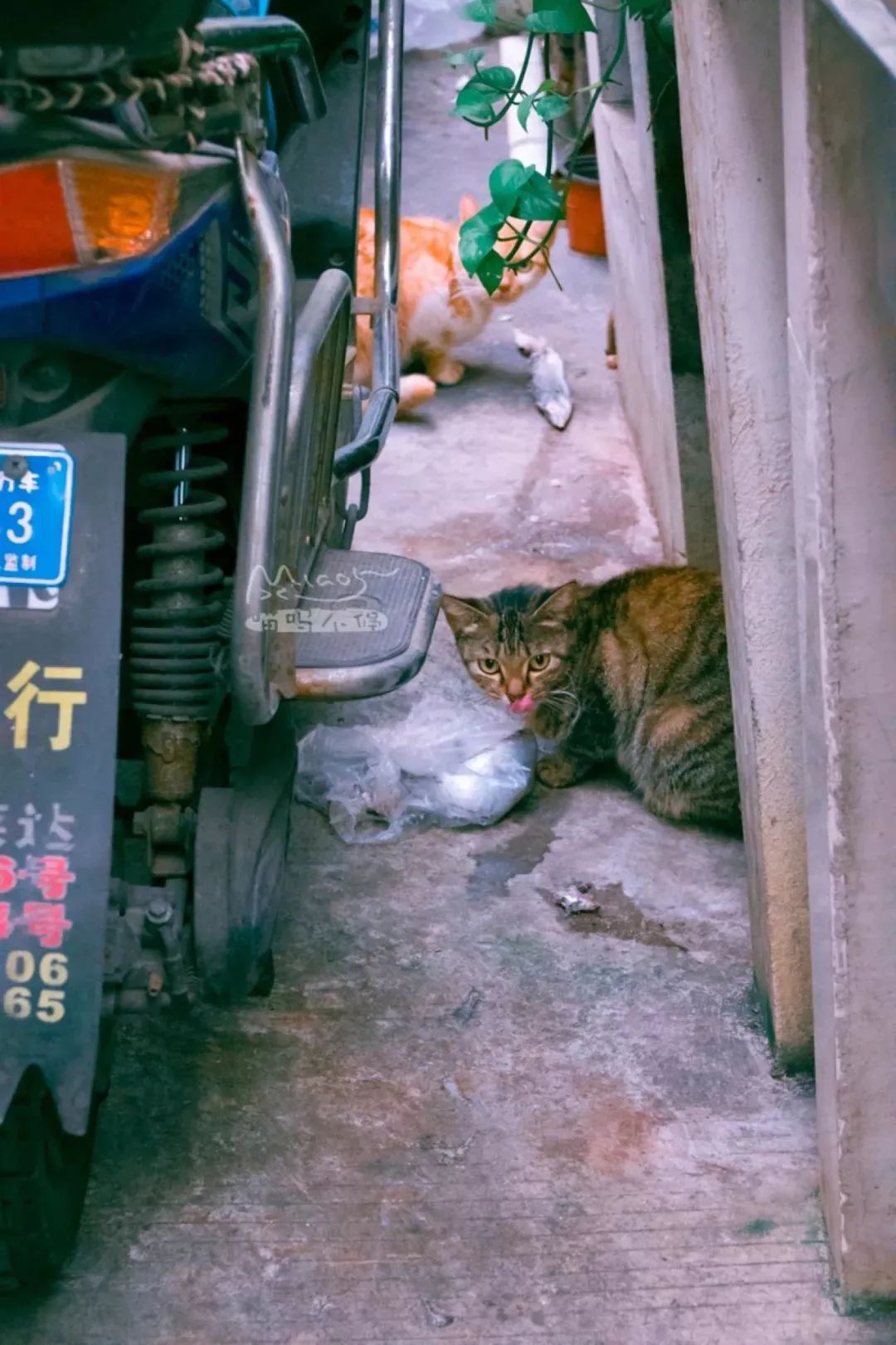 貓咪一無所有，為何能給人類安慰？ 寵物 第4張