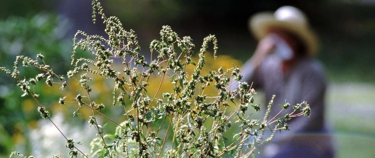 为了躲避过敏，他每年迁徙