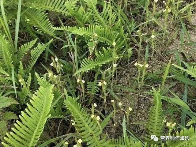 小小一野草，价值非凡，家乡遇到就发了，药材收货价800元一斤