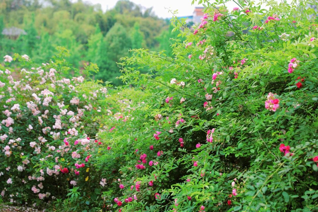 蔷薇 (1).JPG