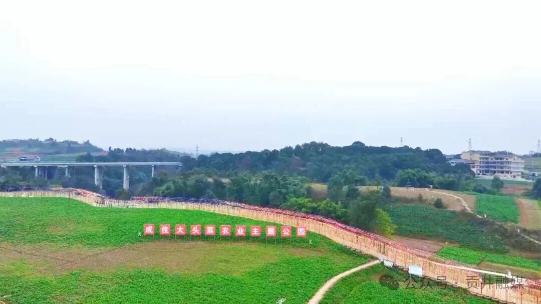 成佳.jpg