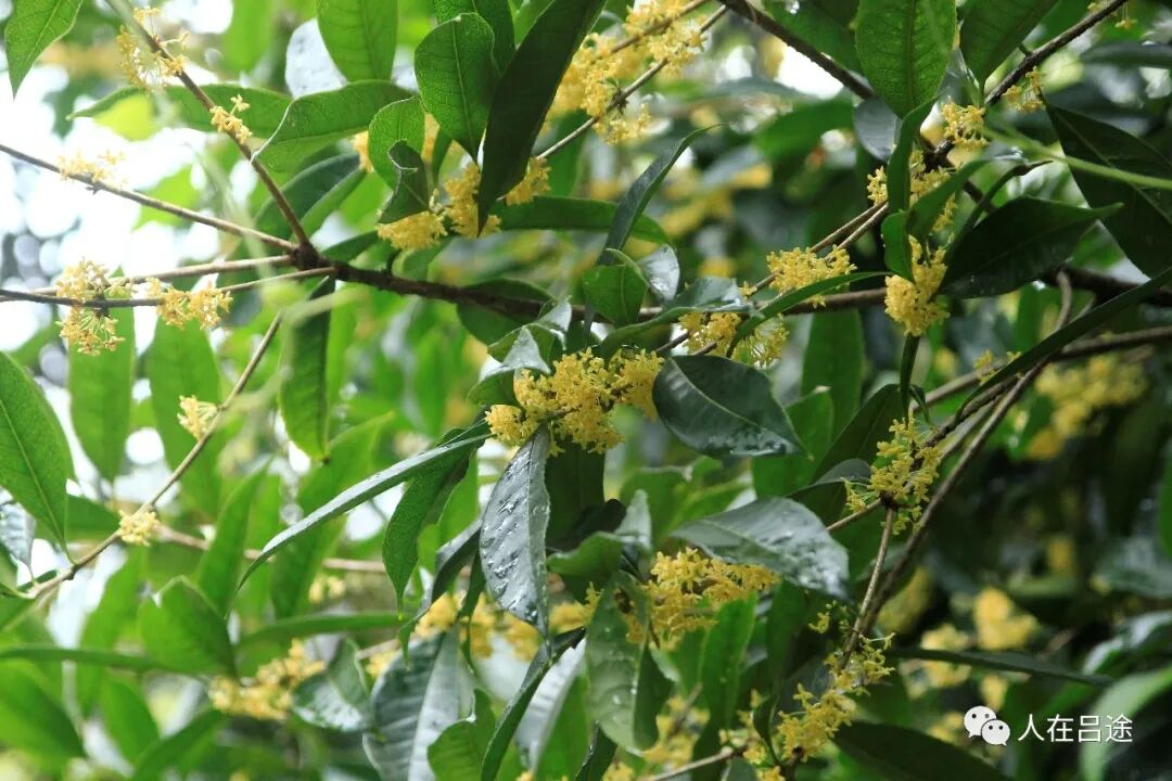 醉鱼草青酒醉草鱼,鱼香醉入口别名雉尾花,鱼尾草,据说江浙渔民常采