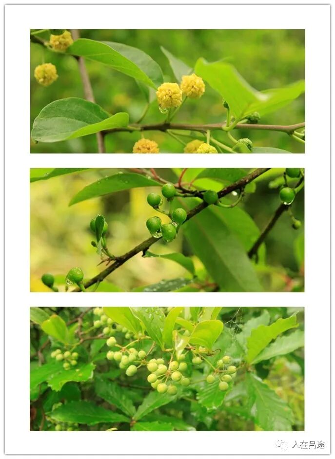 柘,木姜子,金刚藤八角枫,油点草,鱼腥草