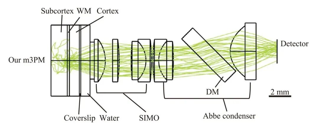 微型化三光子顯微鏡 自由行為動(dòng)物 深腦成像