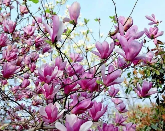 古老孑遗植物群体---木兰科