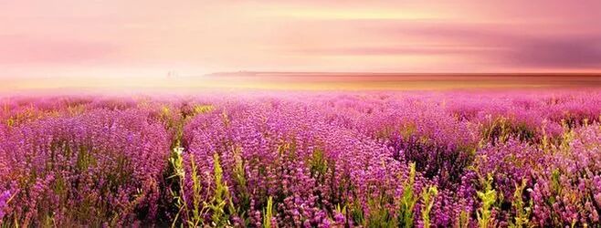 花海植物景观之“海”设计