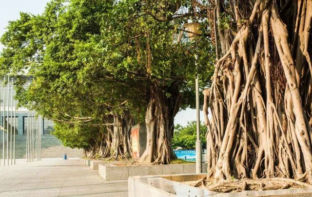 园林植物大学问 根和茎 鑫盛园林 微信公众号文章阅读 Wemp