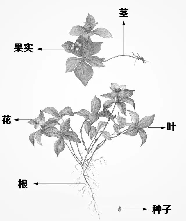 园林植物大学问 根和茎 斛友之家 微信公众号文章阅读 Wemp