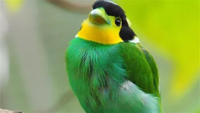 私藏撩妹技巧  心理測試：下圖哪只鳥會變成情人，測你和暗戀的人是朋友還是情人 星座 第2張