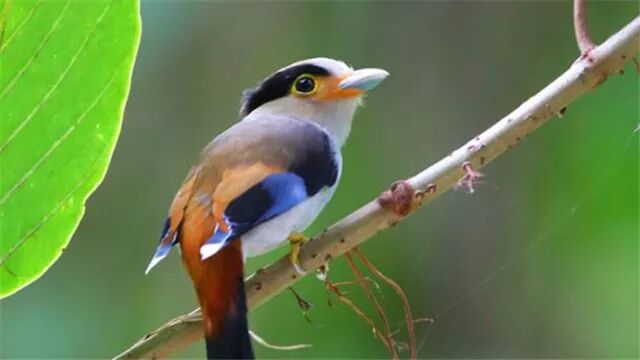 私藏撩妹技巧  心理測試：下圖哪只鳥會變成情人，測你和暗戀的人是朋友還是情人 星座 第4張